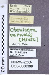 Etiketten zu Anostirus vernalis (Hentz, 1827) (NHMW-ZOO-COL-0008399)